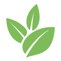 Key Pine Tree Removal