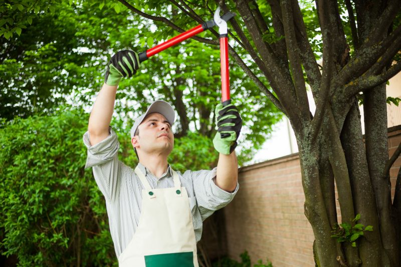 Local Pine Tree Removal pros at work