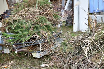Pine Tree Removal