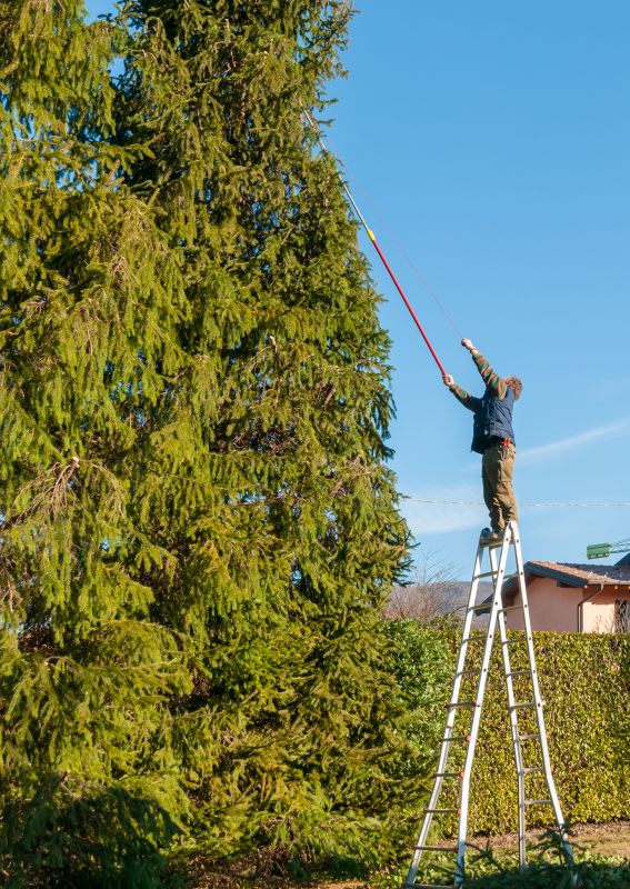 Pine Tree Removal