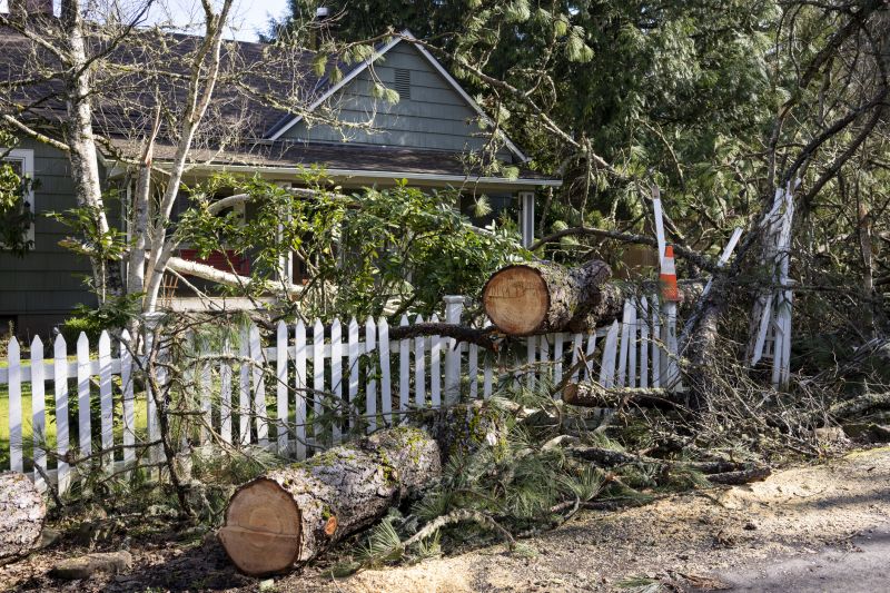 Fallen Tree on Lawn
