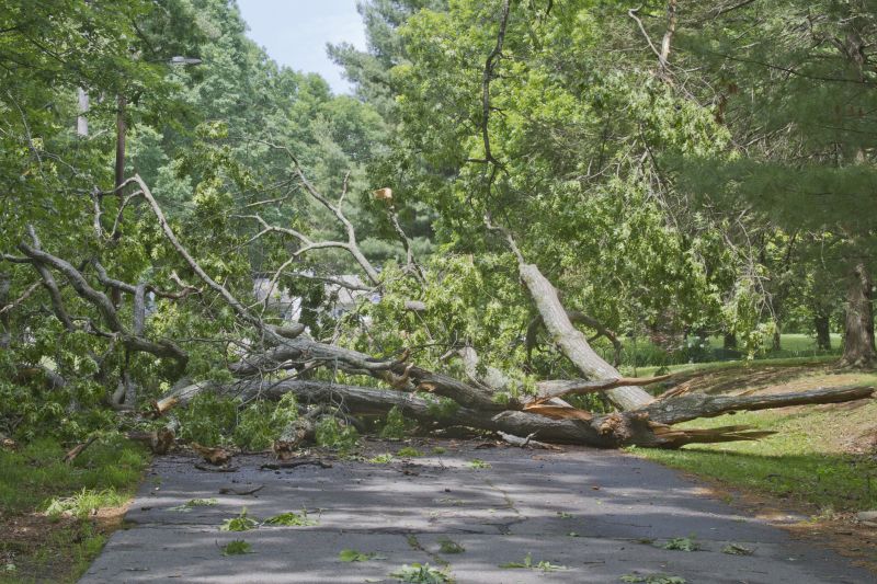 Fallen Tree on Street