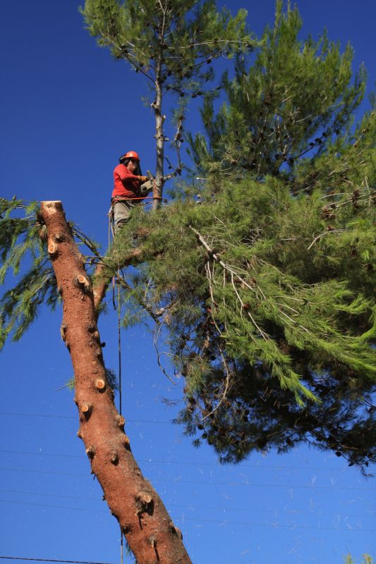 Pine Tree Removal Costs — Cost of Pine Tree Removal