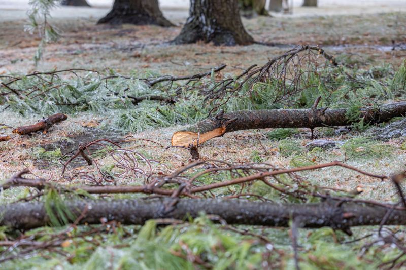 Pine Tree Removal Costs — Cost of Pine Tree Removal