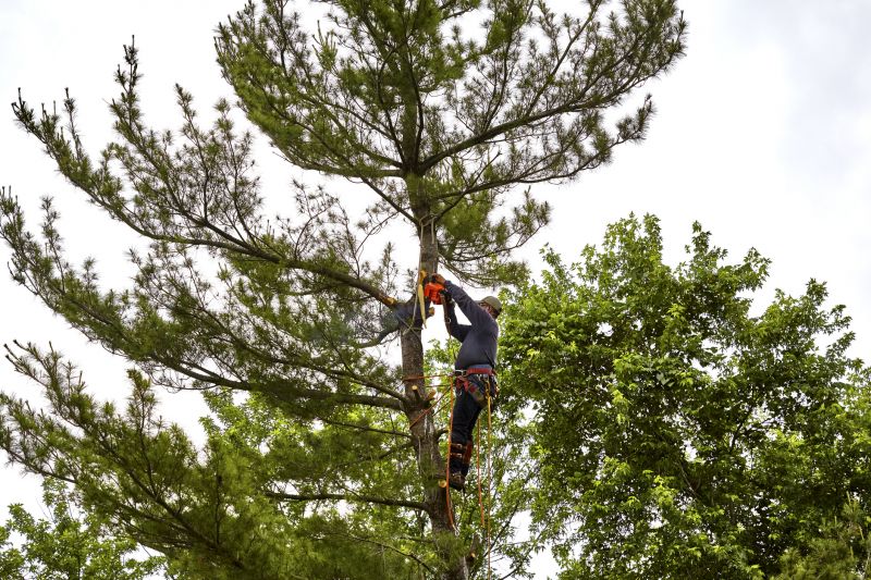 Pine Tree Removal Equipment